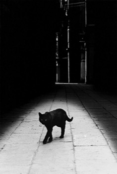  1977 Enigme du chat Venise 